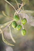 Blessed with olive plants around my table