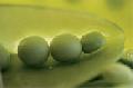 The Brown-Eyed Pea