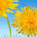 The Dandelion Path