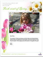presto-springblooms2.jpg