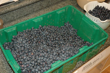 tt-blueberries-before.jpg