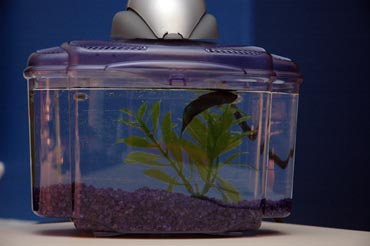 tt-jackthefish-after.jpg