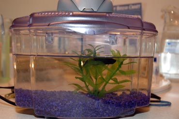 tt-jackthefish-before.jpg