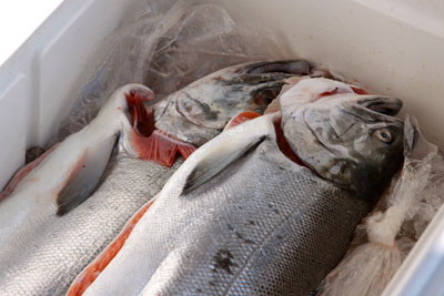 tt-fish-4 tackle-it-tuesday-salmon