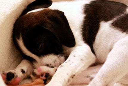introducing-AJ-2 AJ - our new puppy sleeping