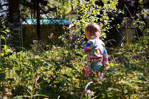 in the thicket
