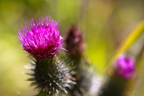 in the forest wildflower