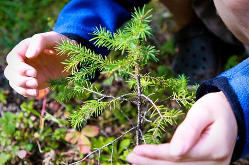 in the forest boys hands sapling forest
