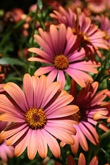 pinkdaisies