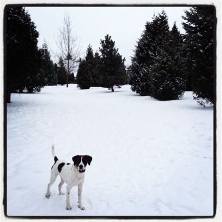 AJ-in-snow worldess-wednesday dog in snow