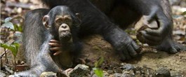 Thumbnail image for Disneynature’s CHIMPANZEE – Behind the Making of the Movie