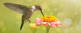 Thumbnail image for Checking in With the Sisters – He’s Here All Summer