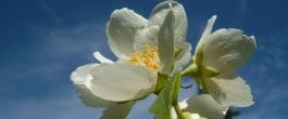 Thumbnail image for Give Summer Stressed Plants a Helping Hand