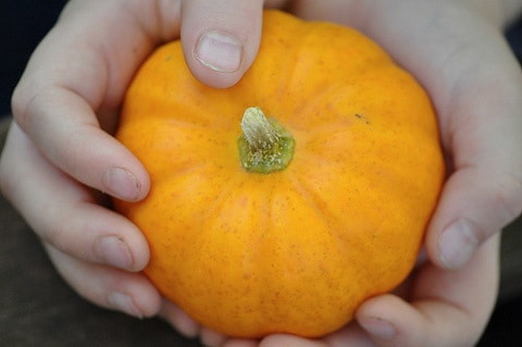 5 Tips for Fall Photos