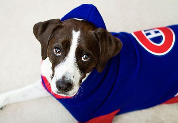 Christmas-Day-AJ Montreal Canadiens Dog Sweater