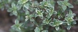 Thumbnail image for Edible Landscaping Plants You Can Use to Grow Food Beautifully