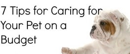 Thumbnail image for Tackle it Tuesday- Tackling Pet Care