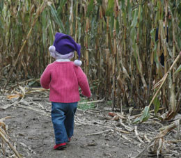 Pumpkin Patch