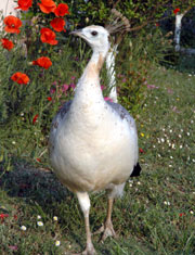 Female Peacock