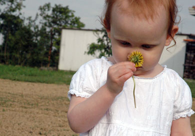 Dandelion