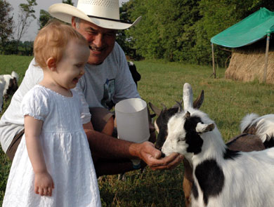 Nonno and the Goats