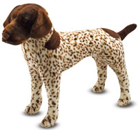 German Shorthaired Pointer