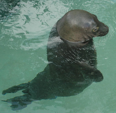 Making Friends At The Aquarium