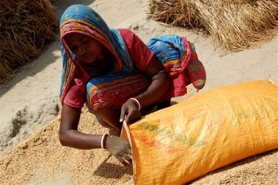 Indian woman stuffing corn sack