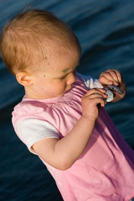 Olivia opening shell in the ocean