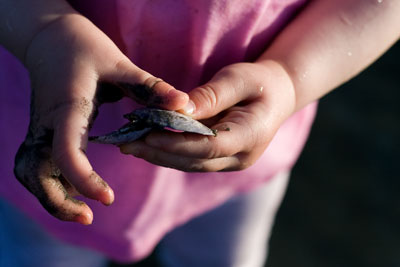 Olivia\'s hands holding a shell at the beach