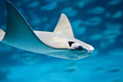 swimming ray 