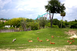 busch-gardens-amusement