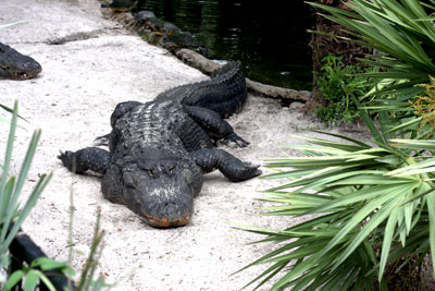 busch-gardens-crocodile