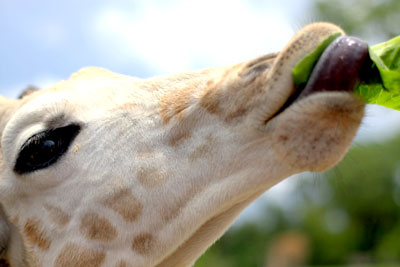 busch-gardens-baby-giraffe-eating