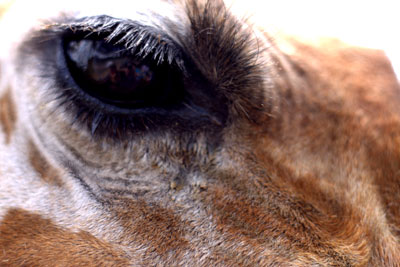 Photographing Busch Gardens with my 50mm Lens…