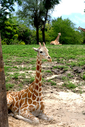 busch-gardens-giraffe-sitting