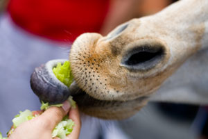 busch-gardens-giraffe-tongue-eating