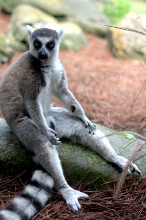 busch-gardens-lemur-sitting