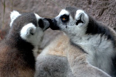 busch-gardens-lemurs-kissing