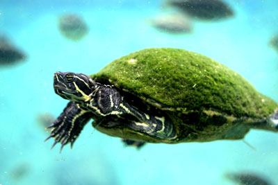 busch-gardens-turtle-swimming