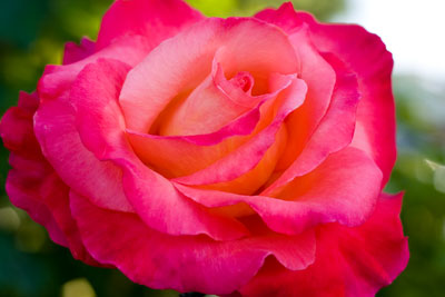 june-rose-1