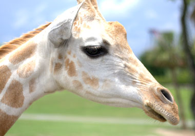 tt-busch-gardens-giraffe