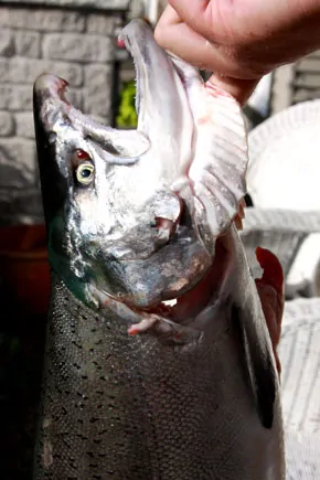 Preparing Freshly Caught Salmon From The Pacific Coast