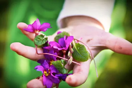 Purple Flowers