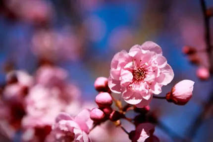 Wordless Wednesday — Cherry Blossoms