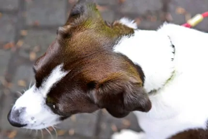 My Dog’s Fur Turned Green! Here’s What Happened…