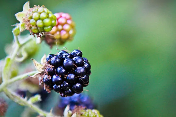 Wordless Wednesday — Blackberry