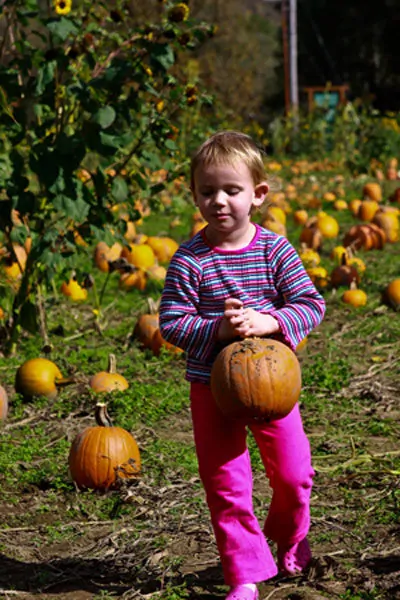 Don’t Miss the Pumpkin Patch!