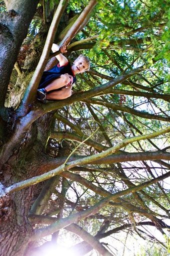 Wordless Wednesday - Jackson in a tree Wordless Wednesday - Jackson in a tree