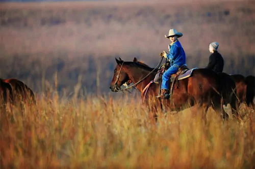 working-cattle-ree-drummond